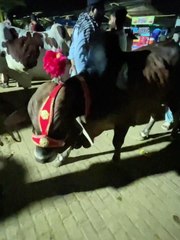 Pets Life #petslife #Viral #Funny #beauty