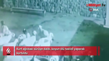 Kurdun kaptığı koyun ölü taklidi yaparak kurtuldu