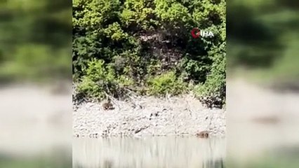 Çoruh kıyısında sıra dışı anlar! Nehre giren ayılar kıyıda birbirine girdi