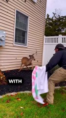 Wounded by a Hunter, Rescued by a Stranger #shorts