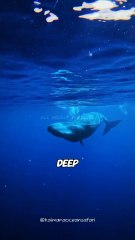 Sperm Whale🐋 Deep Sea Giant with a Big Brain🧠