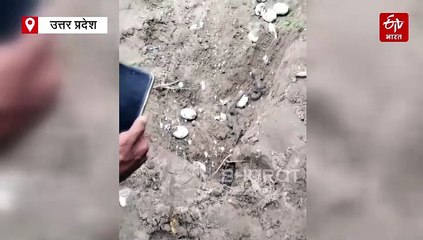 बहराइच के खेत में अंडों से निकले घड़ियाल के 30 बच्चे; देखने के लिए जुटा हुजूम, वन विभाग ने किया रेस्क्यू