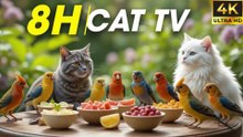 The Best Video for Cats – Your Cat Won't Blink While Watching Birds Flying! [NO ADS]