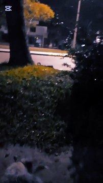 Mucho frío en la ciudad pero los perritos están contentos (10/06/2025)