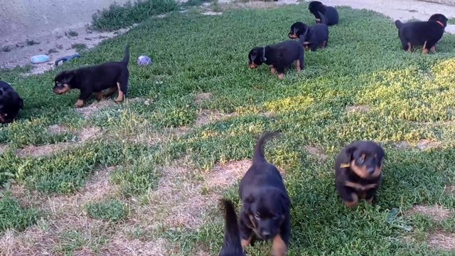 Chiots Beaucerons des Ganches de la Loire
