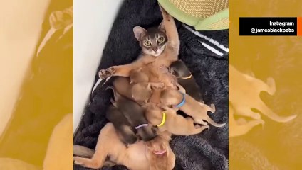 Söpö video: antelias kissa imettää nälkäisiä koiranpentuja