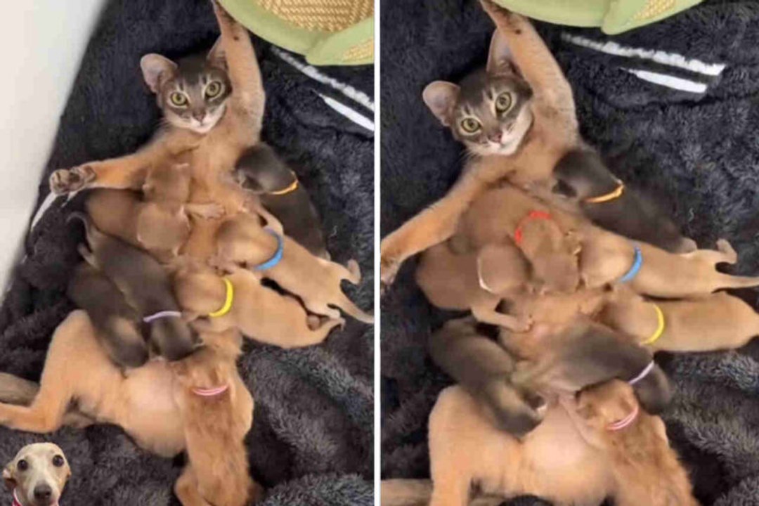 Niedliches Video: Großzügige Katze stillt hungriges Hunderudel