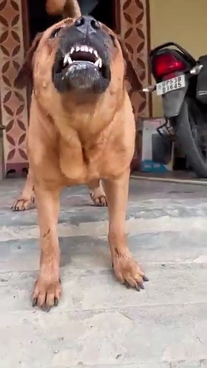 Dog ring Funny video