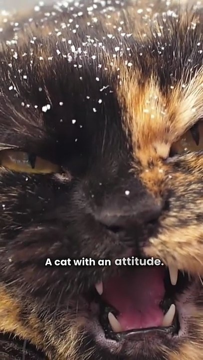 Cat's Fury Unleashed!