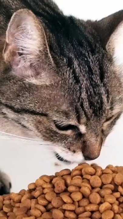 Feeding Cats Right