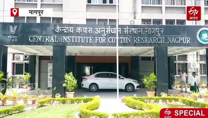 बोंडअळीपासून कापूस वाचव‍ण्यासाठी "एआय"चा हनीट्रॅप; केंद्रीय कापूस अनुसंधान संस्थान नागपूरचे संशोधन