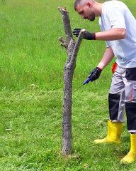 Removing a Trunk Without Using Hands!🌳