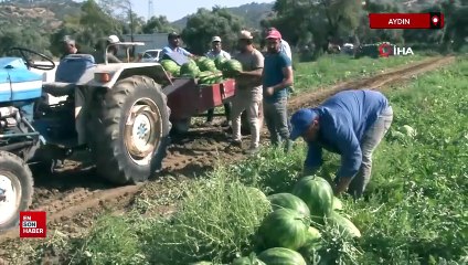 Aydın karpuzu için pazarcılar gün doğmadan sıraya giriyor