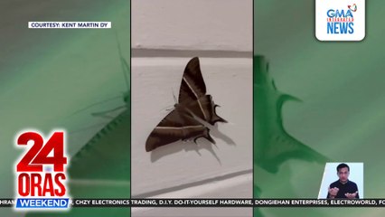 Tropical swallowtail moth, naglipana sa iba't ibang bahagi ng Metro Manila at kalapit-probinsya | 24 Oras Weekend