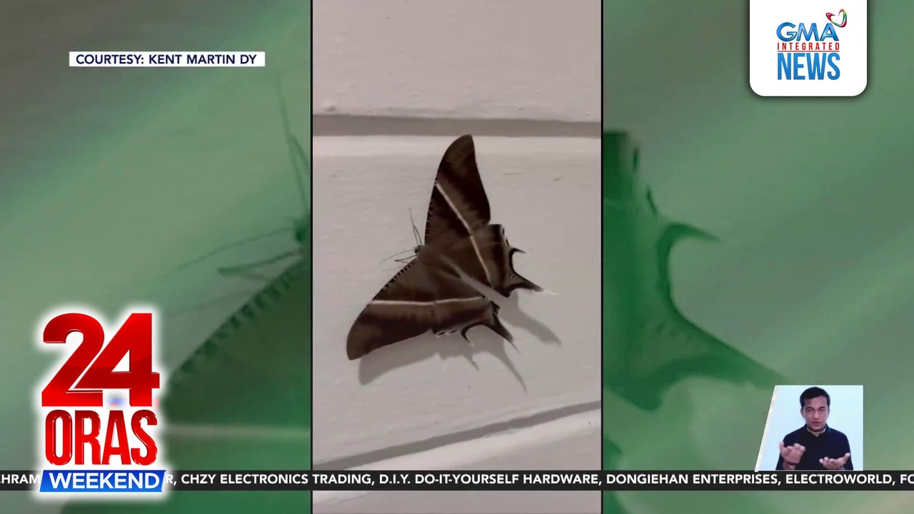 Tropical swallowtail moth, naglipana sa iba't ibang bahagi ng Metro Manila at kalapit-probinsya | 24 Oras Weekend