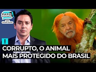 CORRUPTO, O ANIMAL MAIS PROTEGIDO DO BRASIL - Papo Antagonista com Claudio Dantas