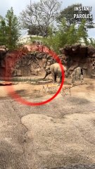 Cet éléphant fait preuve d’une grande solidarité envers cette gazelle au milieu du zoo