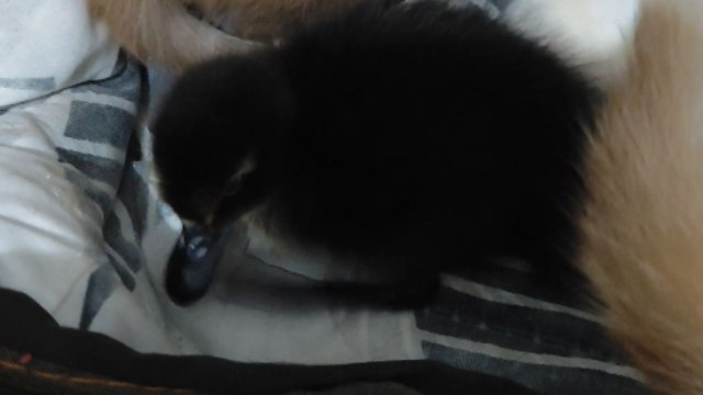 Cat adopts a surviving duckling and keeps it safe with her kittens