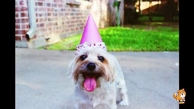 Prevention Of Separation Anxiety In Dogs_ V8 _ Cute Dog Videos _ Dogs _ Funny Dog _ Dogs _ Mr Dog