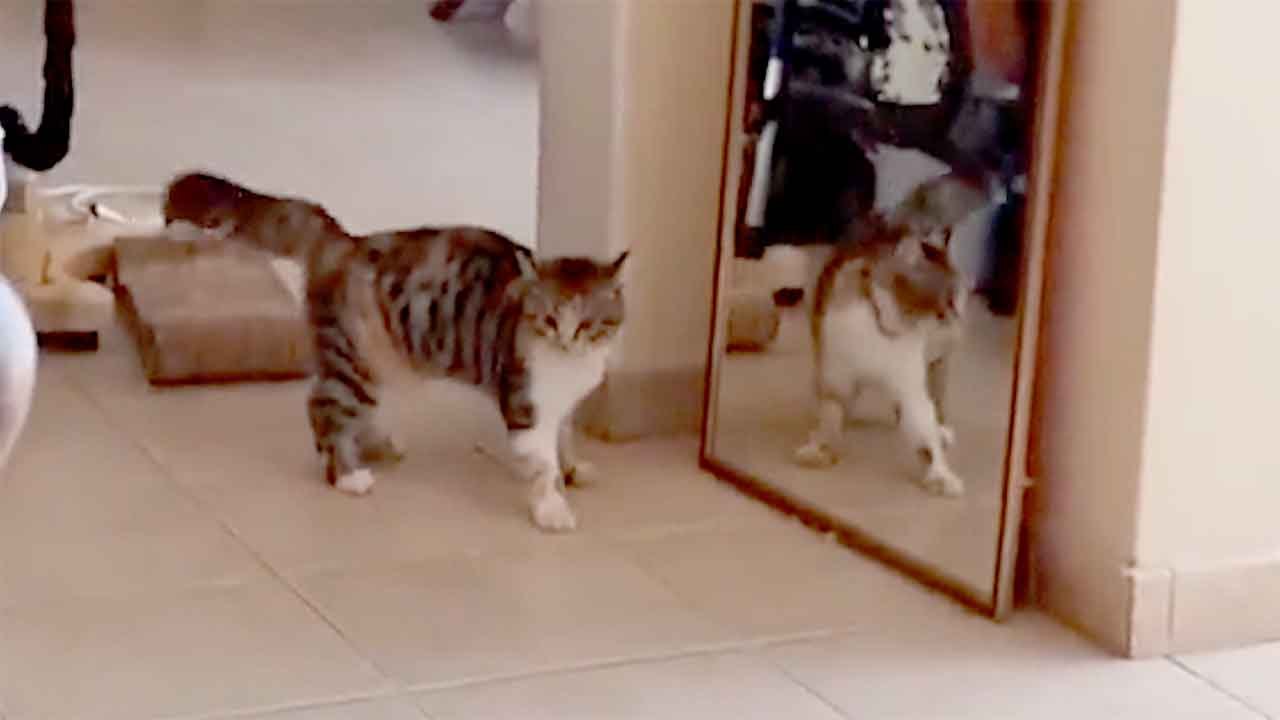 Katze reagiert urkomisch, als sie ihr Spiegelbild zum ersten Mal sieht