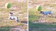 Urkomisches Video: Fußballhund zeigt beeindruckende Tricks mit dem Ball und wird zum Internetstar
