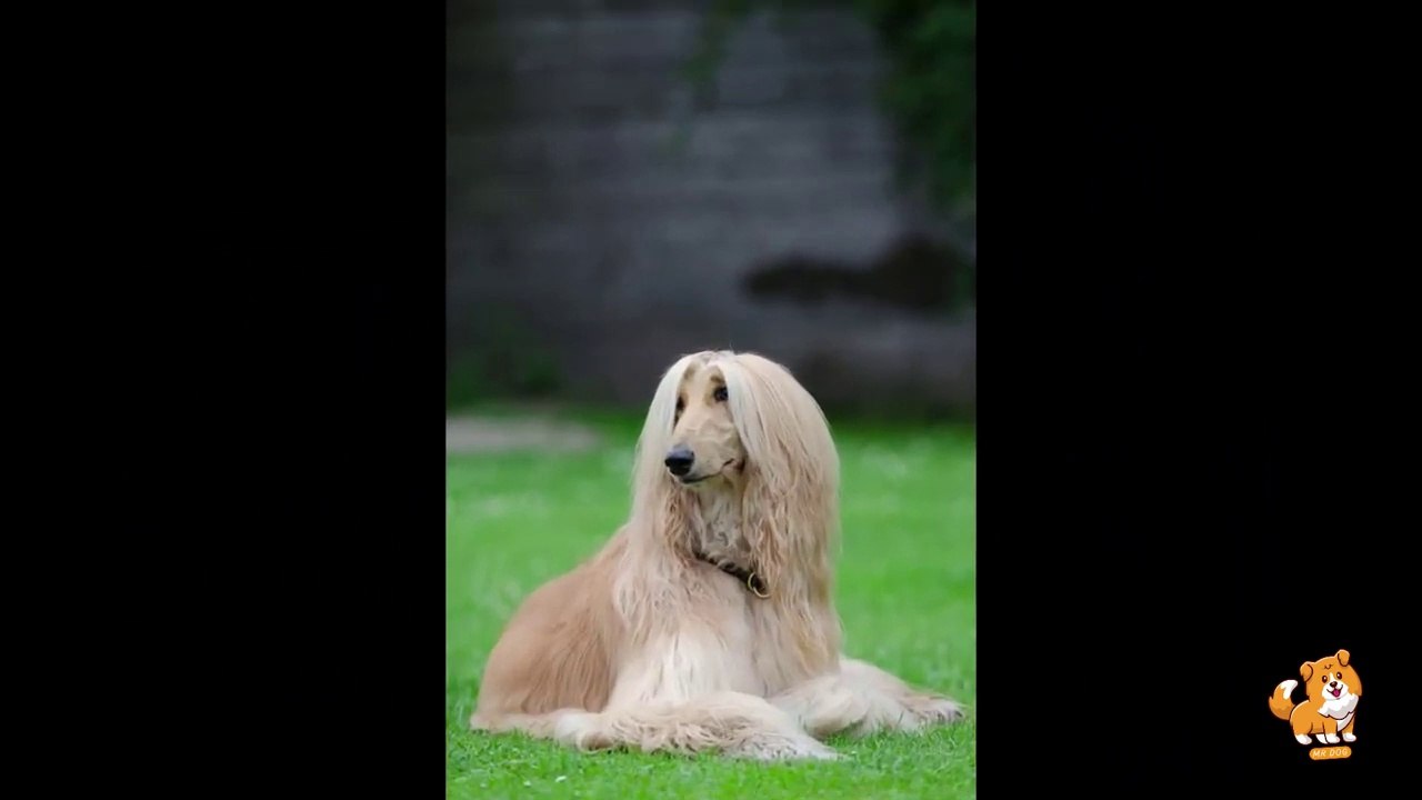 How To keep Dog's Teeth Clean & Healthy _ V10 _ Cute Dog Videos _ Dogs _ Puppy _ Dog _ Cute _ Mr Dog