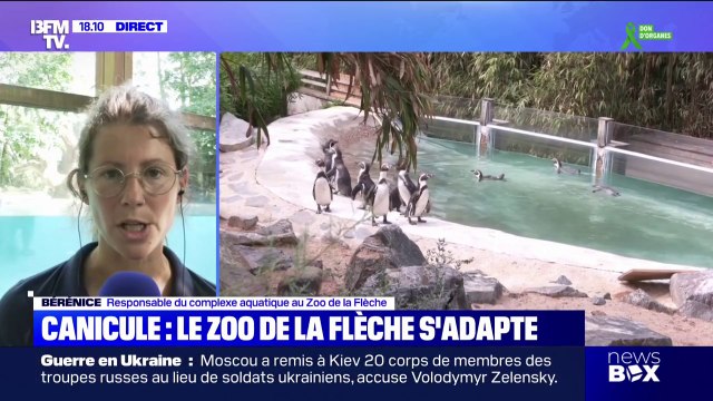 Canicule: le zoo de La Flèche s'adapte pour prendre soin des animaux