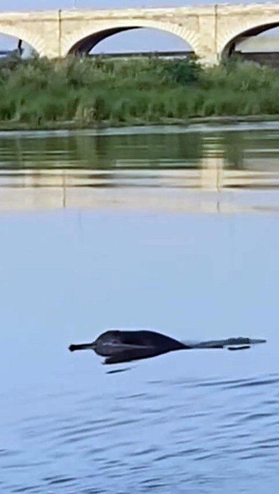 Immediate Endorphins! Filming Indus River Dolphin at Sukkur Barrage (Indus River Dolphin Conservation) 🇵🇰