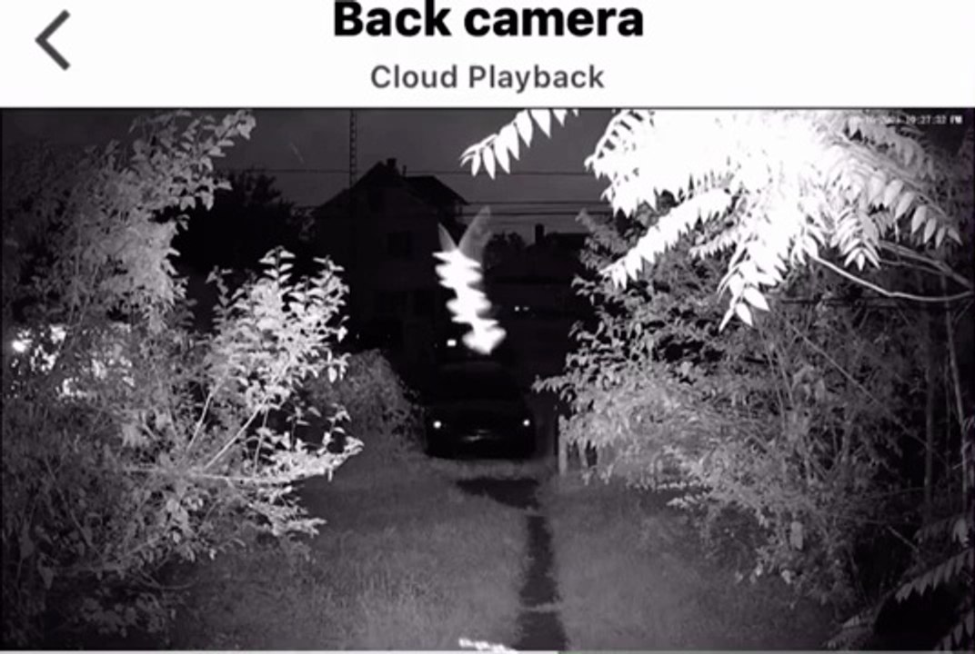 Strange Bugs captured on my back camera in slow motion