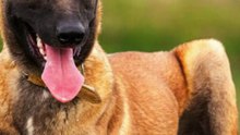 3 choses à savoir sur le berger malinois