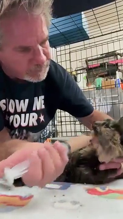 Feral Cat Living Outside Starbucks Becomes Dad’s Sweetest Girl 🐱💖☕