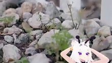 Fillybug meets Beefly w/Maya #envtuber #filianclips