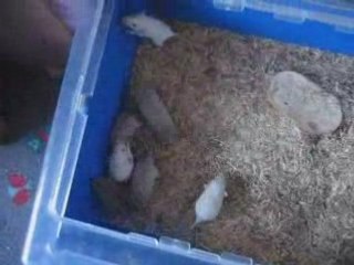 CRB-F : Jézabel x DHP Reflex