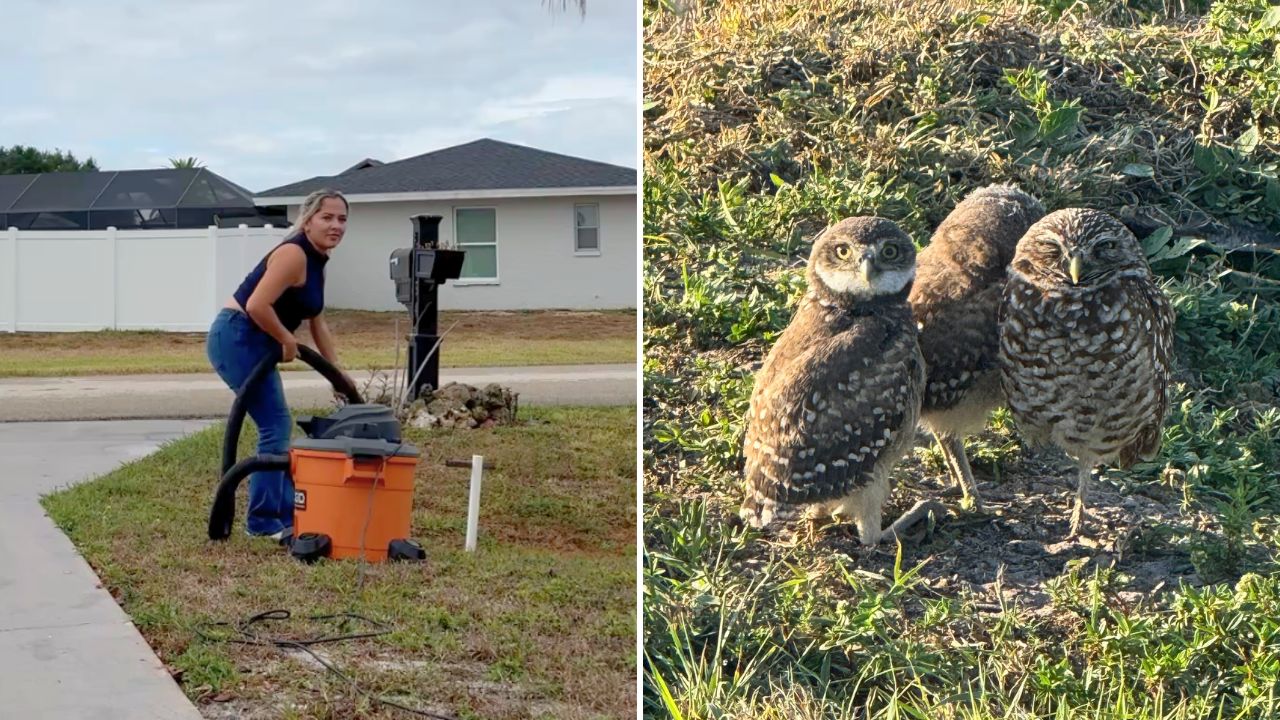 Resident Goes All Out To Save Burrowing Owls Whose Home Was Destroyed By Storm | Happily TV