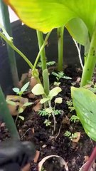 Bitter melon needs water as well