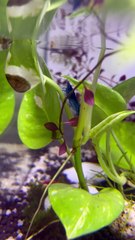 Blue shrimp, red shrimp