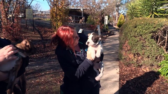 Plea for owners to de-sex pets after a surge in surrendered animals to the RSPCA