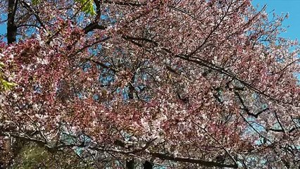 Bronson Reed vs. Braun Strowman Reactions