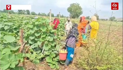 बड़वानी में ट्रैक्टर भरकर गौशाला भेजी जा रही लौकी, किसानों की गौ सेवा या मजबूरी