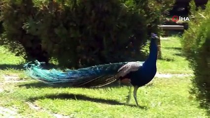 Babannesinin tarlasına kurduğu tesisle turist konuk ediyor