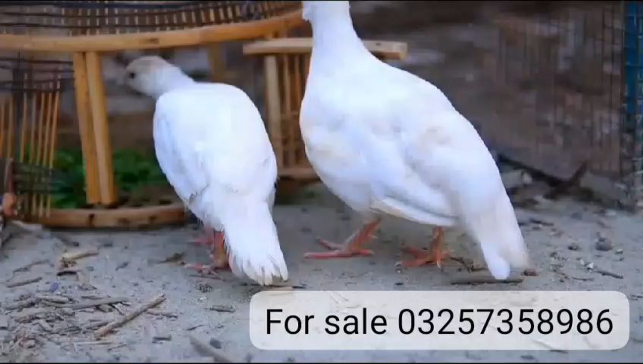 ysisshsvsnsh