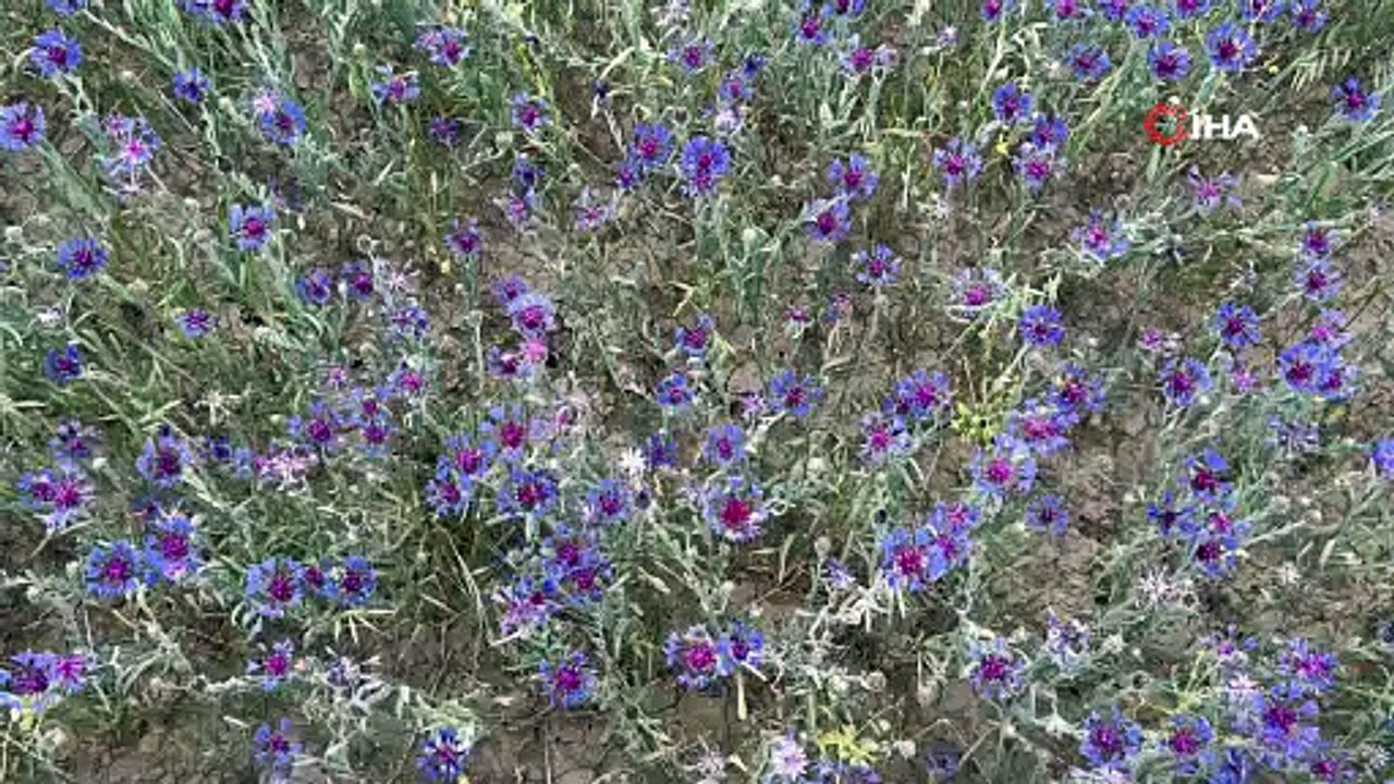 Diyadin zirveleri mor ve maviyle kaplandı