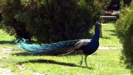 Babaannesinin tarlasına tesis kurdu Kuveyt ve Katarlıları konuk ediyor