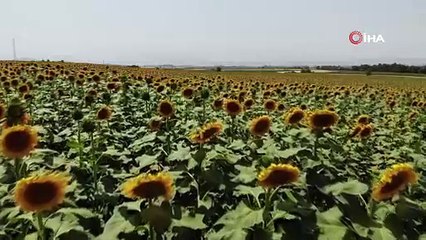 Günebakanlar açtı, görsel şölen başladı!