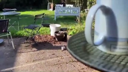 Des Animaux Réunis avec leur Maître des Années Après !