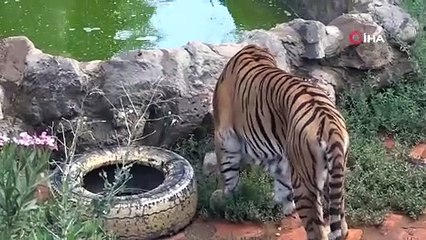 Sıcakla mücadele böyle olur! Bozayılara meyve, aslanlara buzlu et kokteyli