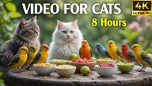 Relaxing Video for Cats with Chirping Birds and Soft Nature Sounds - CatTV Central