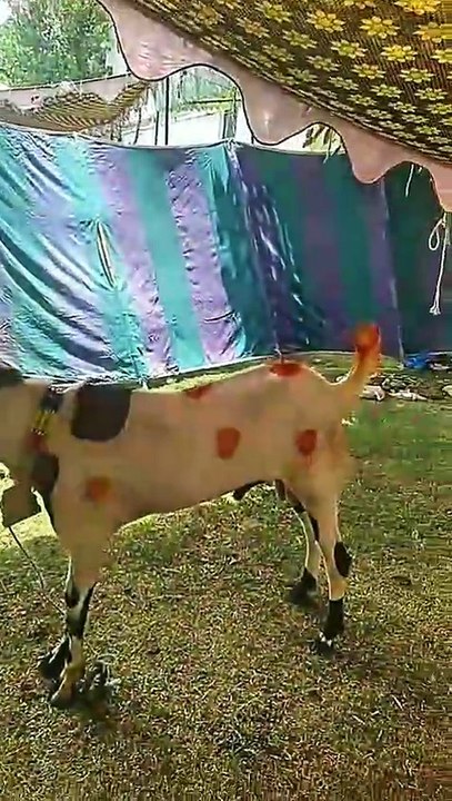 Cows. Sounds of animals and birds