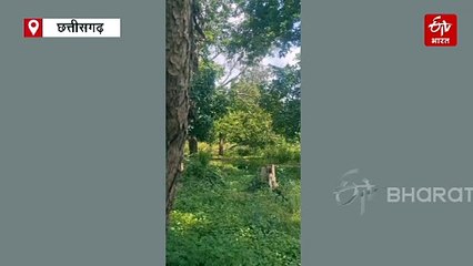 5 हार्डकोर नक्सली बीजापुर से गिरफ्तार, पेद्दाकोरमा में 2 IED बीडीएस और डीआरजी ने किए डिफ्यूज