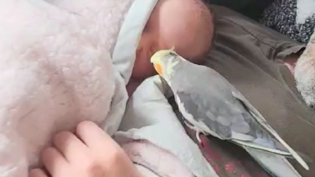 Parrot welcomes the new baby with a heartfelt song and a gentle gesture